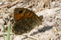 Lasiommata megera