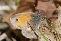Coenonympha pamphilus