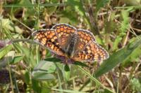 Melitaea phoebe
