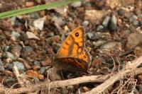 Lasiommata megera