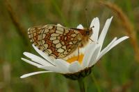 Melitaea parthenoides