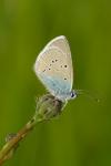 Cyaniris semiargus