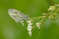 Leptidea sinapis