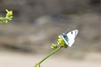 Euchloe crameri