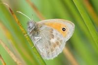 Coenonympha pamphilus