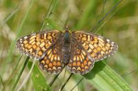 Melitaea phoebe