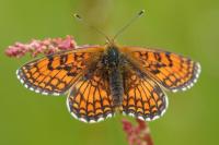 Melitaea parthenoides