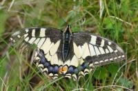 Papilio machaon