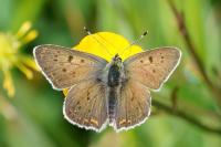 Lycaena tityrus