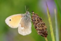 Coenonympha pamphilus