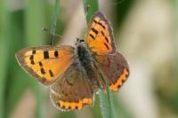 Lycaena phlaeas