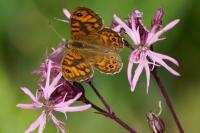 Lasiommata megera