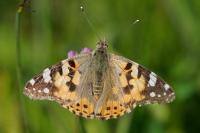 Vanessa cardui
