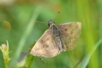Erynnis tages