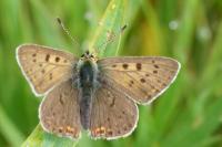 Lycaena tityrus