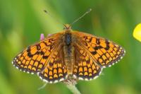 Melitaea parthenoides