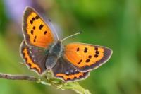 Lycaena phlaeas