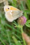 Coenonympha pamphilus