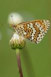 Melitaea cinxia