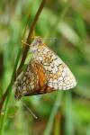 Melitaea parthenoides