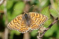 Melitaea phoebe