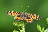 Araschnia levana