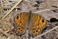 Lasiommata megera