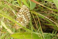 Melitaea parthenoides