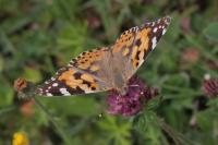 Vanessa cardui