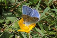 Polyommatus icarus
