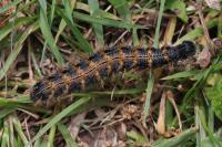 Nymphalis polychloros