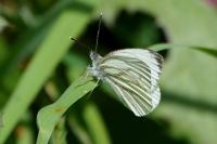 Pieris napi