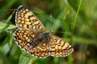 Melitaea cinxia
