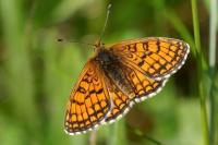 Melitaea parthenoides