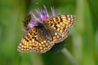 Melitaea phoebe