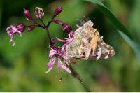 Vanessa cardui
