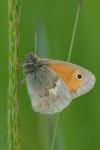 Coenonympha pamphilus