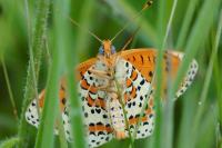 Melitaea didyma