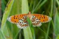 Melitaea didyma