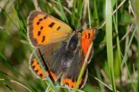 Lycaena phlaeas