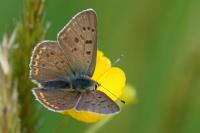 Lycaena tityrus