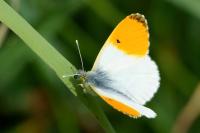 Anthocharis cardamines