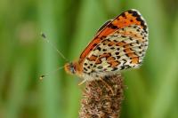 Melitaea didyma