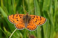 Melitaea didyma