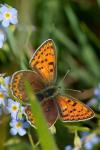 Lycaena tityrus