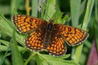 Melitaea parthenoides