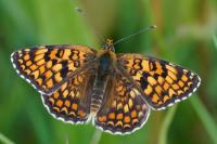Melitaea phoebe