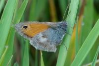 Coenonympha pamphilus