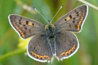Lycaena tityrus