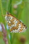 Melitaea cinxia